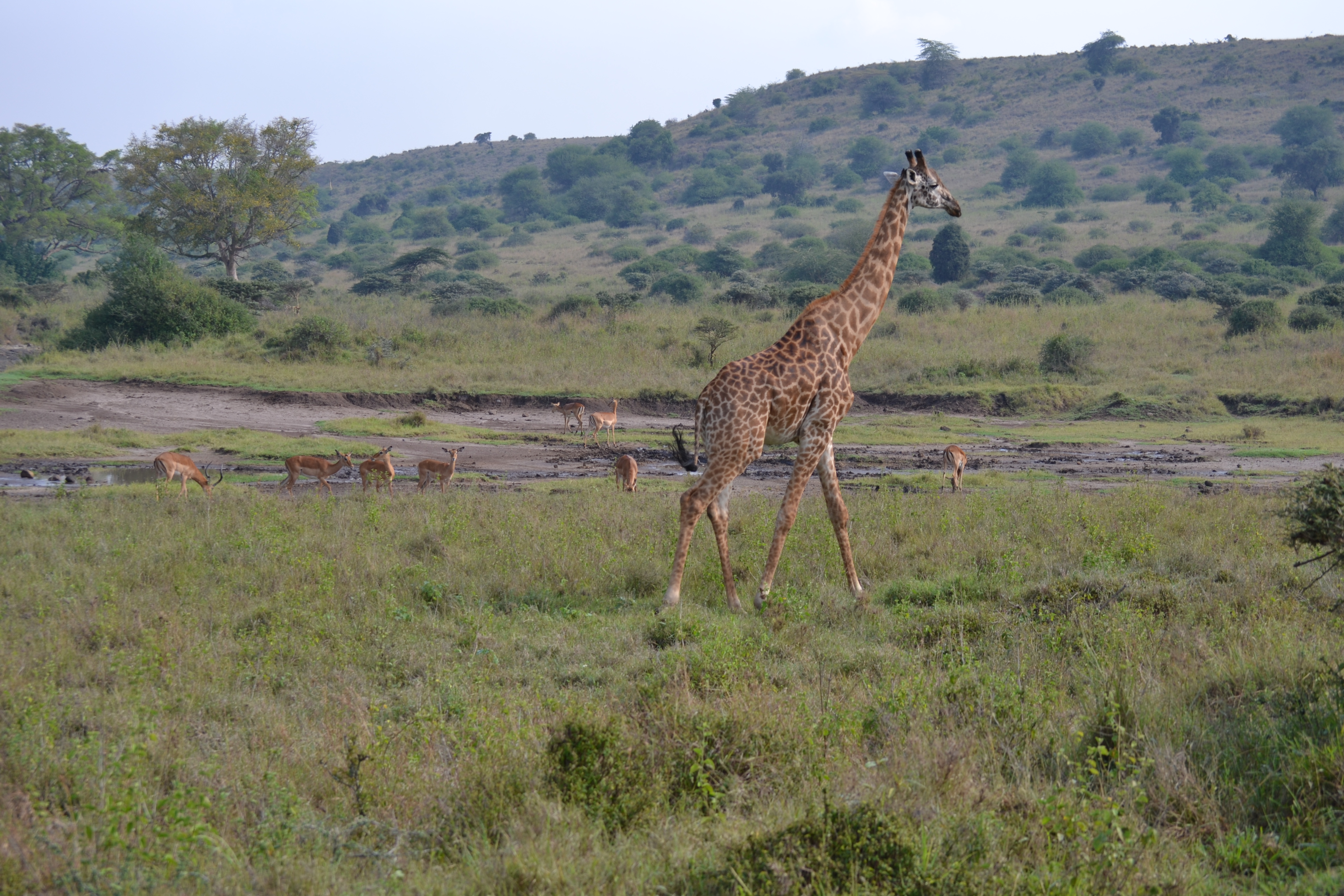 Nairobi National Park, Nairobi, Kenya