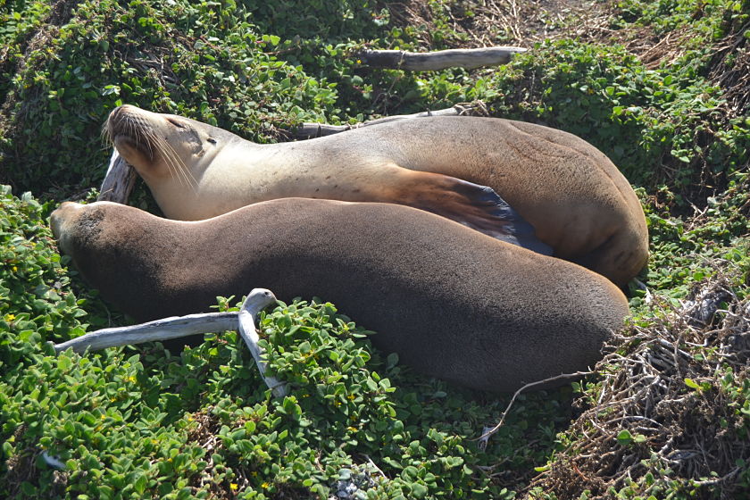 Leones marinos, Seal Bay Conservation Park, Kangaroo Island, Australia