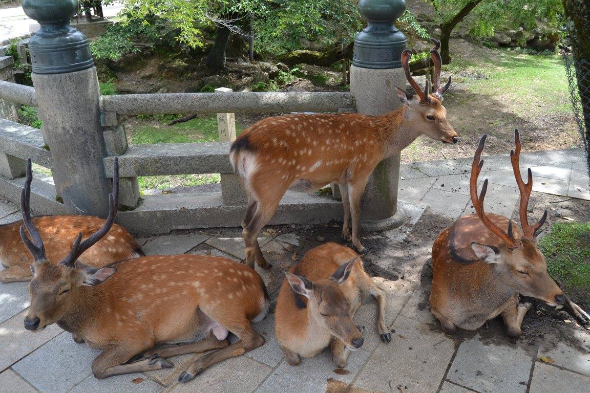 Nara Park, Nara, Japon