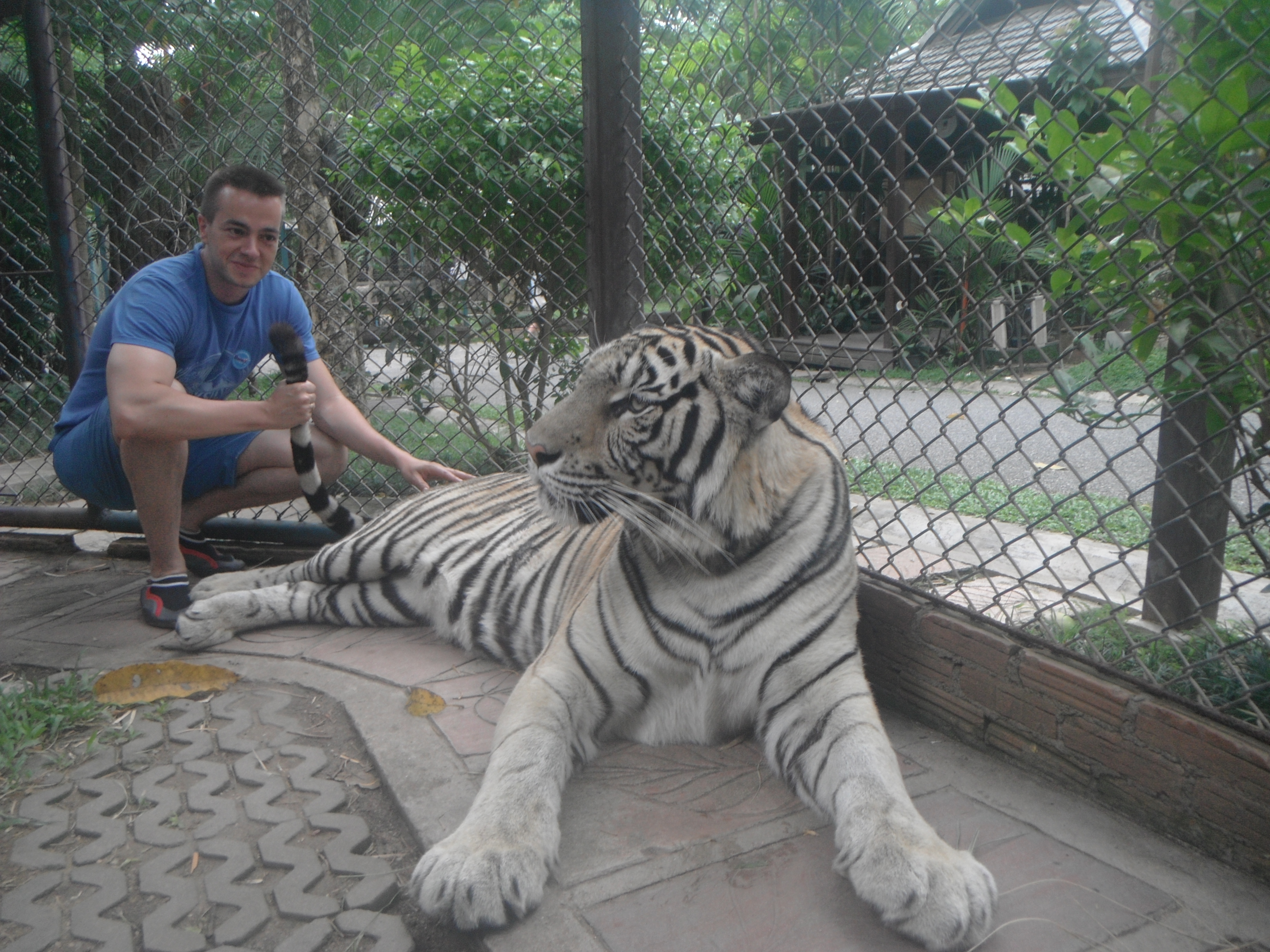 Tiger Kingdom, Chiang Mai, Tailandia