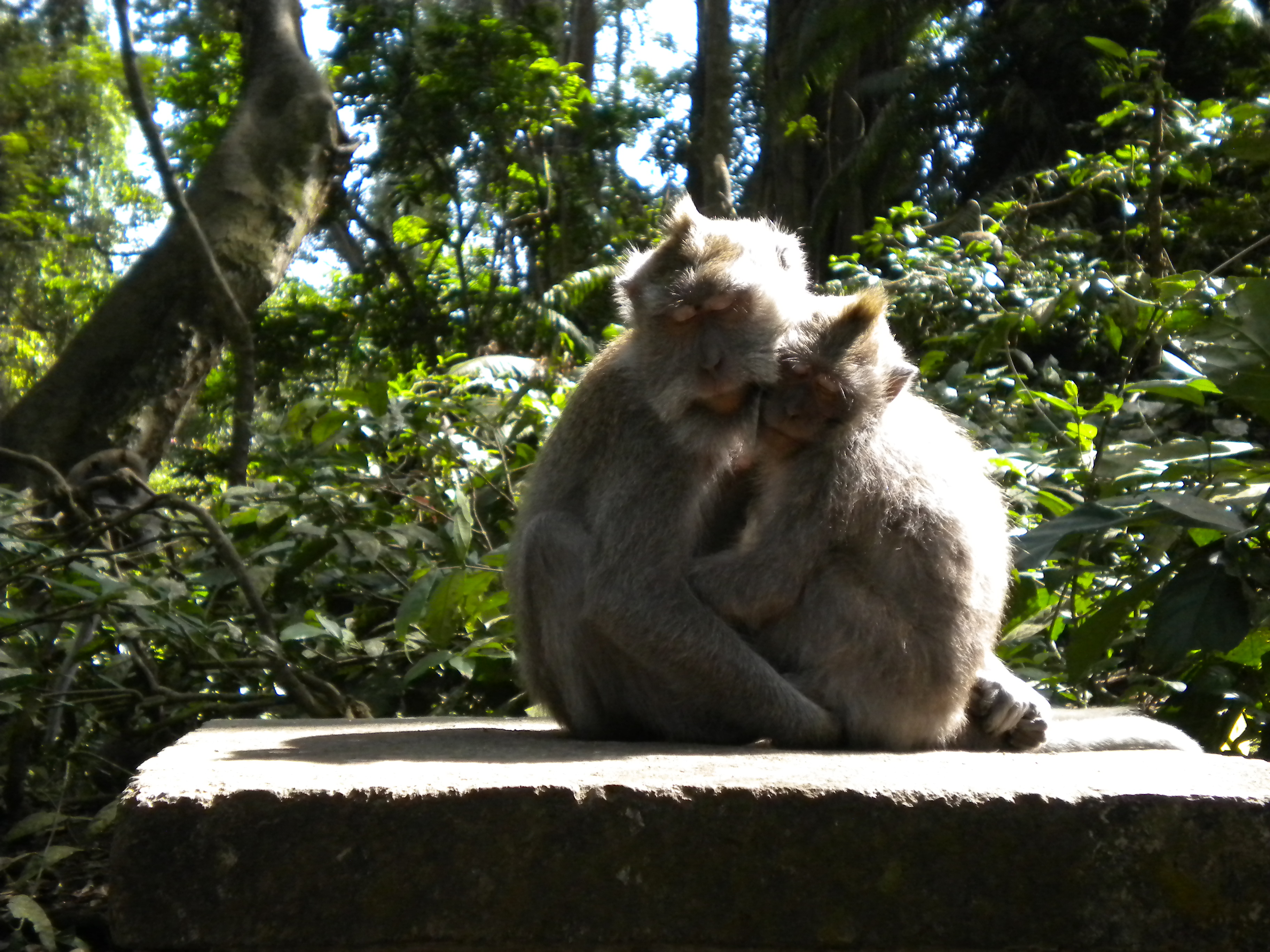 Bosque de los monos, Ubud, Bali, Indonesia