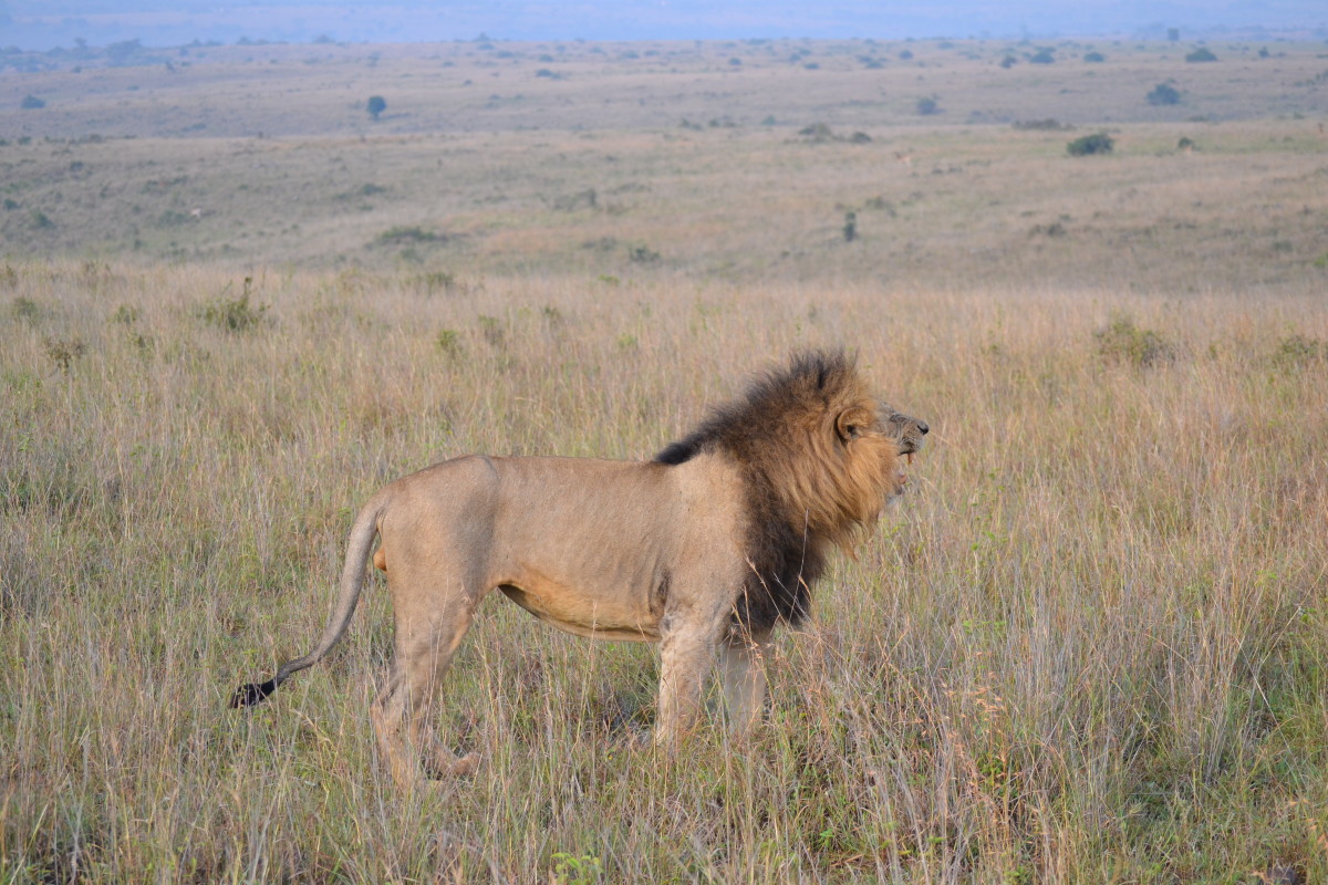 Kenya – 2014, 2015: Safari Nairobi National Park