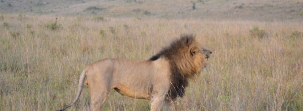 Kenya – 2014, 2015: Safari Nairobi National Park