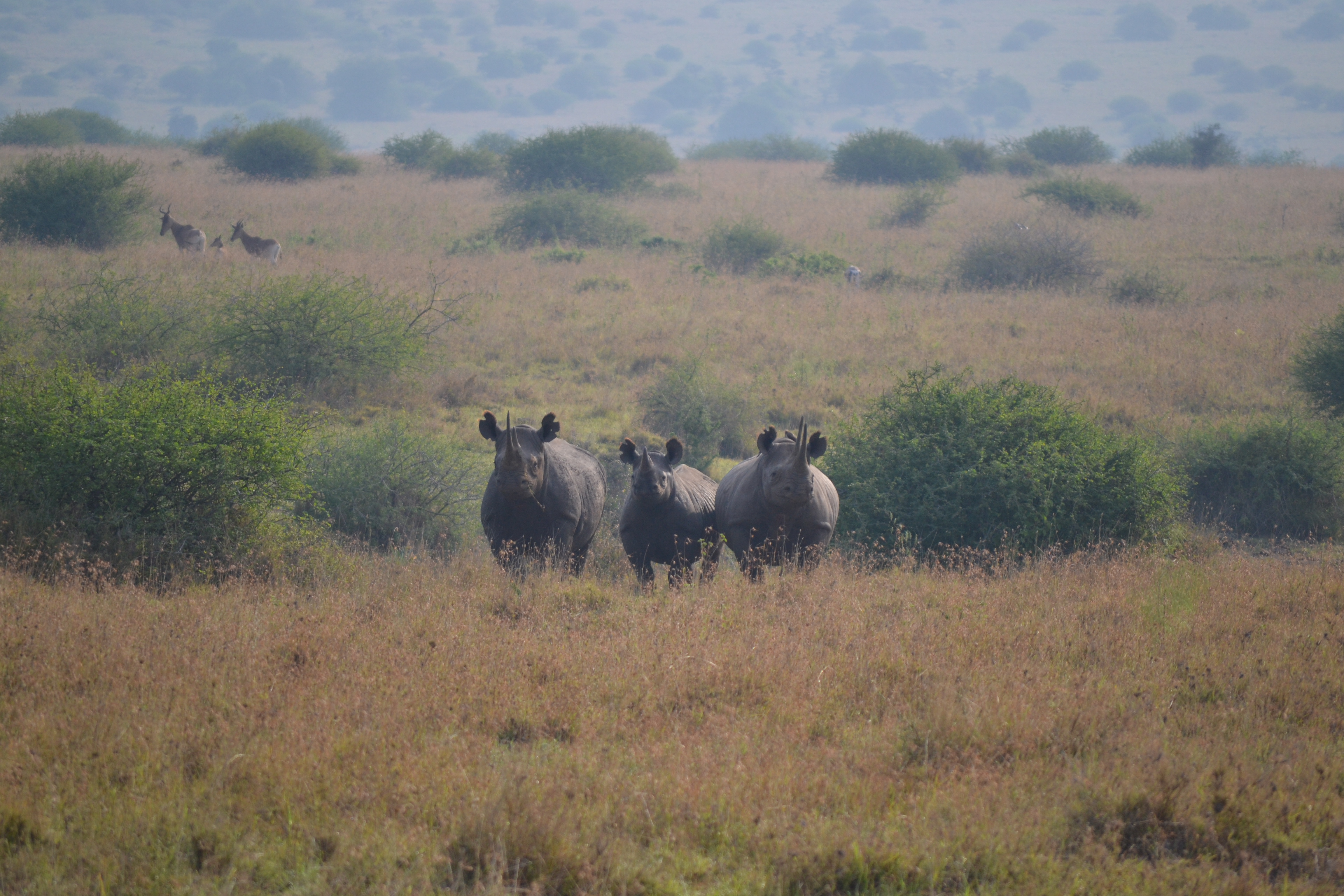 Rinocerontes negros