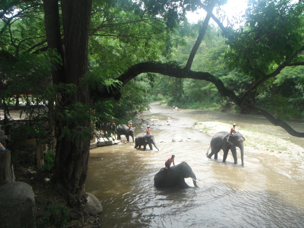 Mae Taman Elephant Camp, Chiang Mai, Tailandia