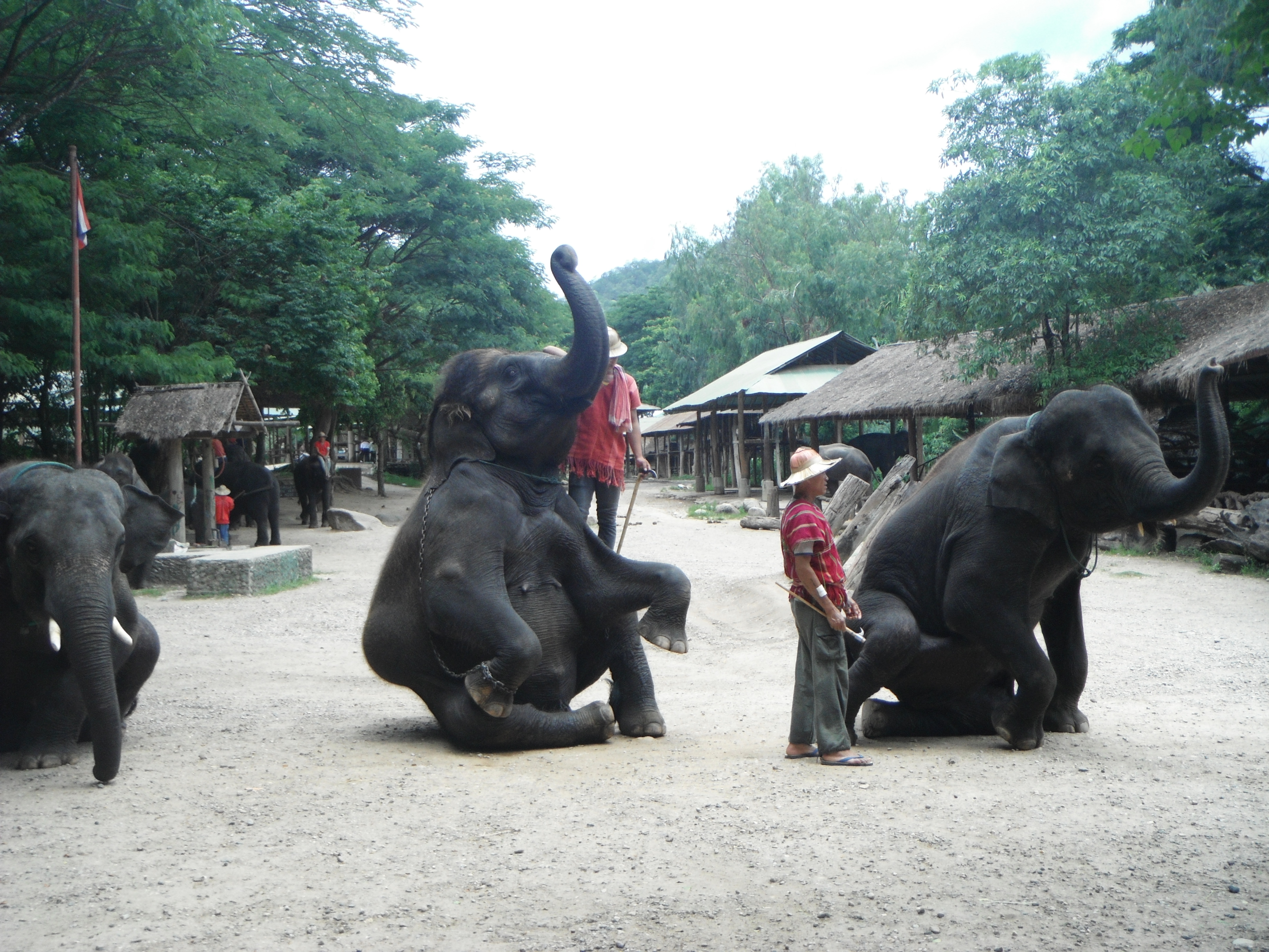 Mae Taman Elephant Camp, Chiang Mai, Tailandia