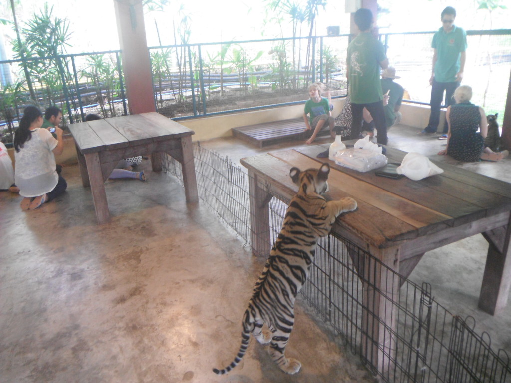 Tiger Kingdom, Chiang Mai, Tailandia