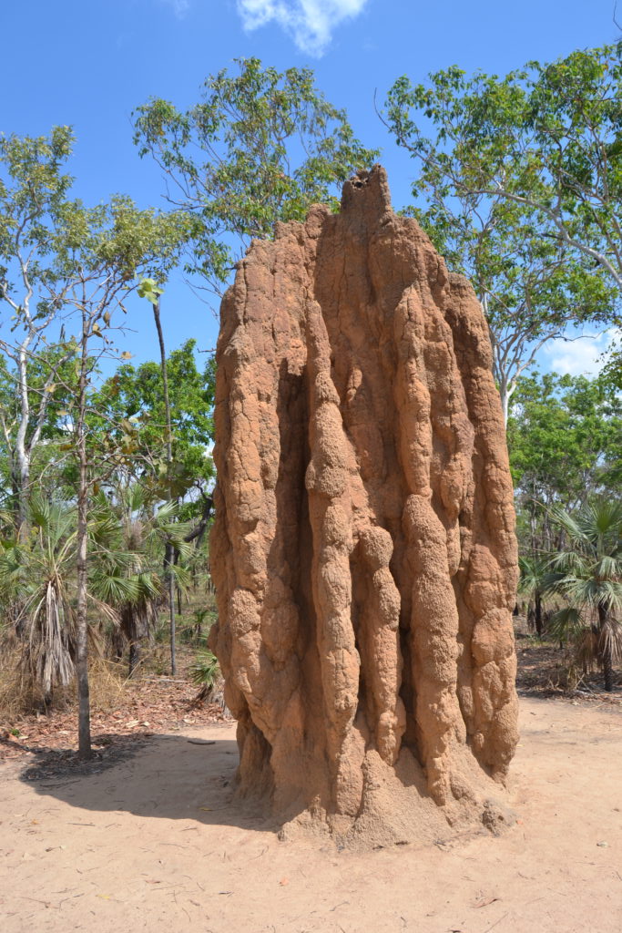 Termitero gigante, Litchfield NP, Darwin, Australia