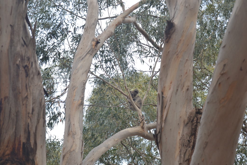 Koala, Hanson Bay, Kangaroo Island, Australia
