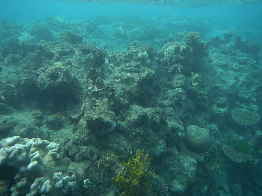Gran Barrera de Coral, Cairns, Australia