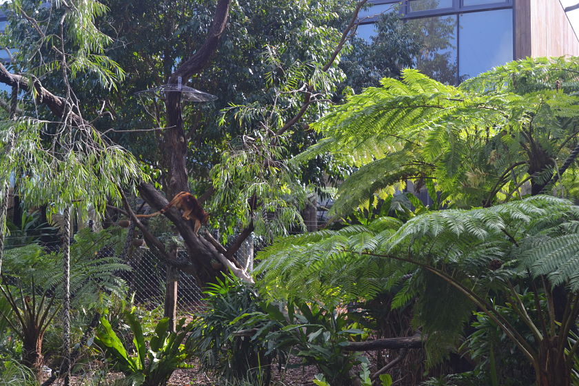 Tree Kangaroo, Taronga Zoo, Sydney, Australia