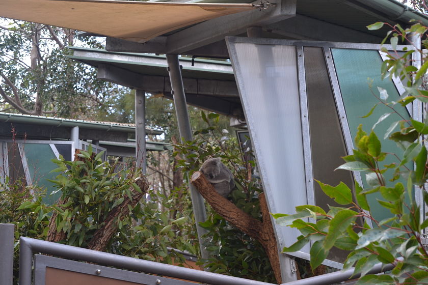 Koala, Taronga Zoo, Sydney, Australia