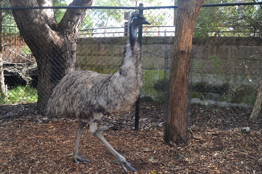 Emu, Taronga Zoo, Sydney, Australia