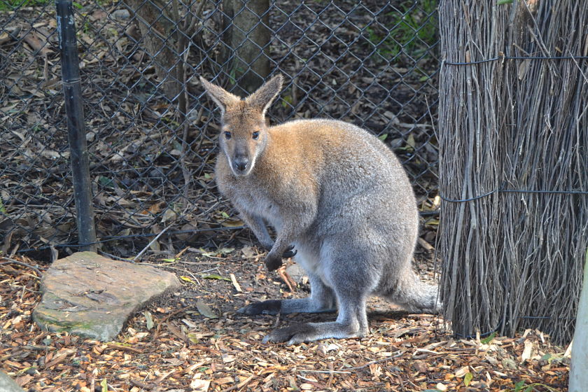 Wallaby, Taronga Zoo, Sydney, Australia