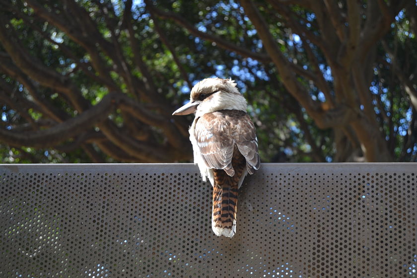 Kookaburra, Taronga Zoo, Sydney, Australia
