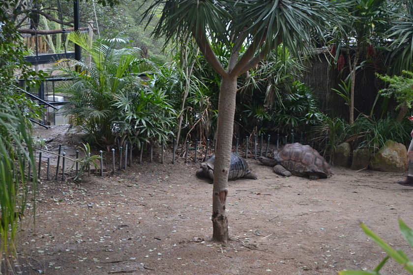 Tortuga Aldabra, Taronga Zoo, Sydney, Australia