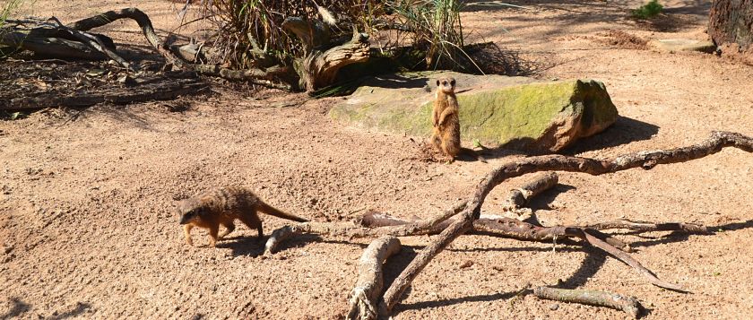 Meerkat, Taronga Zoo, Sydney, Australia
