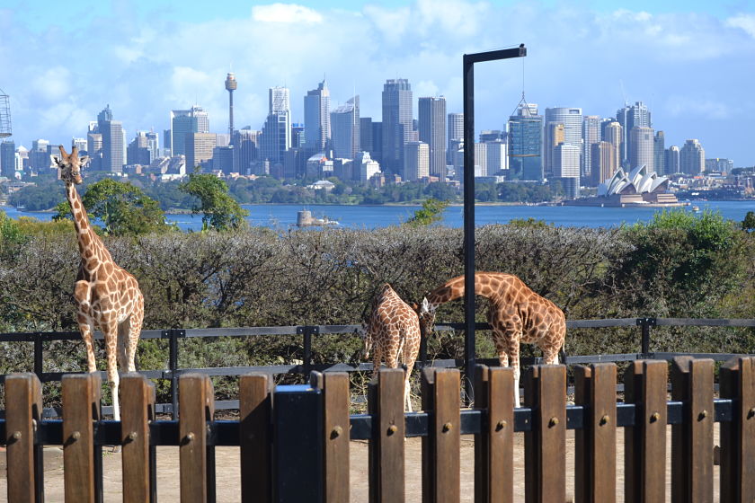 Jirafa, Taronga Zoo, Sydney, Australia