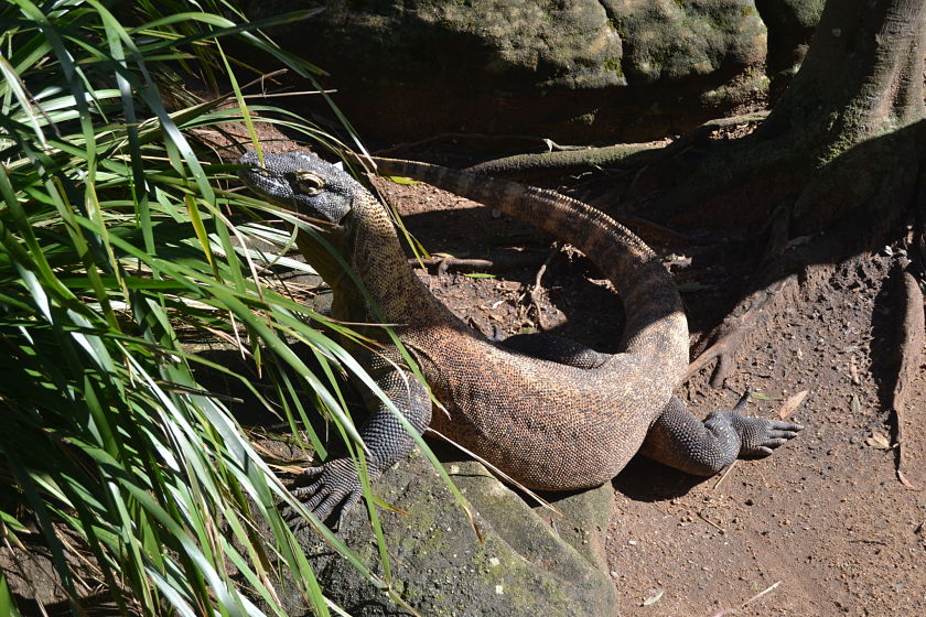 Dragon de Komodo, Taronga Zoo, Sydney, Australia