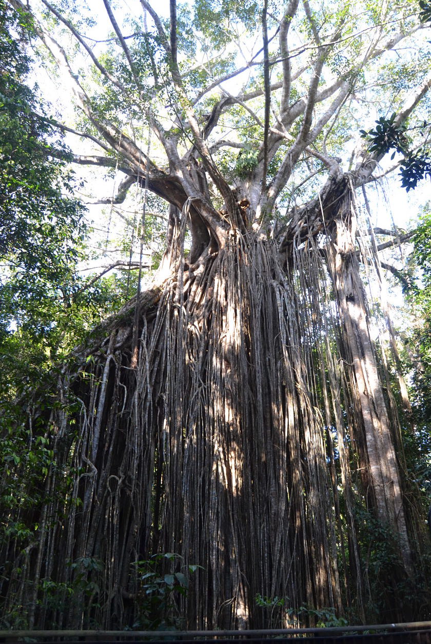 Curtain Fig Tree, Yungaburra, Australia