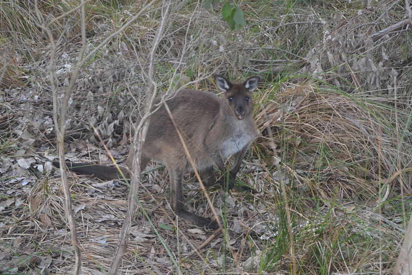 Platypus Lakehole Walk, Flinders Chase National Park, Kangaroo Island, Australia