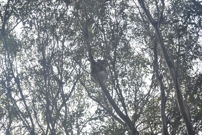 Koala, Flinders Chase National Park, Kangaroo Island, Australia