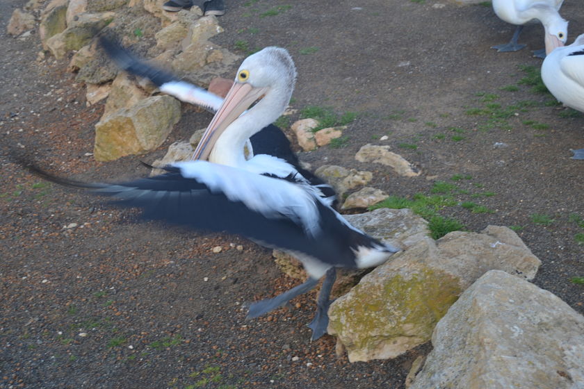 Pelicano, Kingscotte, Kangaroo Island, Australia