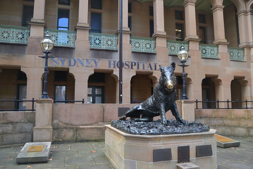 Porcellino, Sydney Hospital, Sydney, Australia