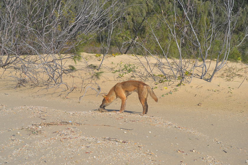 Dingo, Fraser Island, Australia