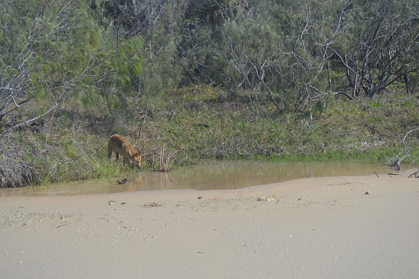 Dingo, Fraser Island, Australia