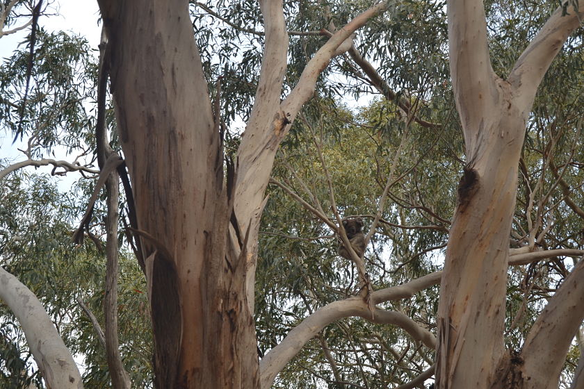 Hanson Bay Koala Walk Park, Kangaroo Island, Australia
