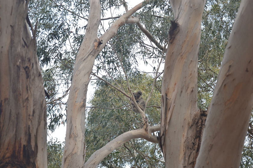Hanson Bay Koala Walk Park, Kangaroo Island, Australia