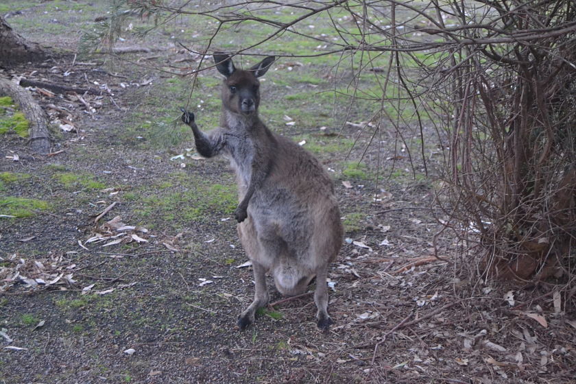 Wallaby, Western KI Caravan Park, Kangaroo Island, Australia