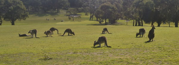Diario Australia – Julio-Agosto 2016: Día 18: Great Ocean Road (GOR) en un día desde Melbourne