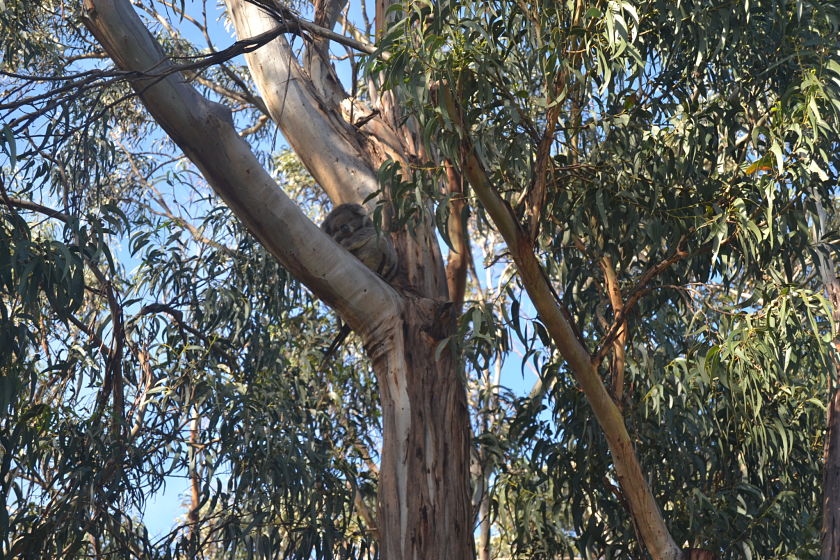 Koala, Kennett River, Australia