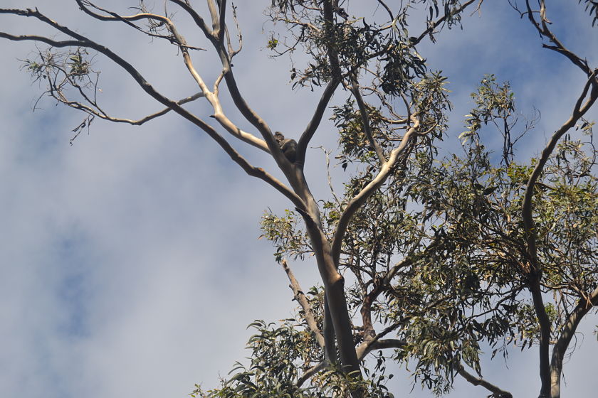 Koala, Kennett River, Australia