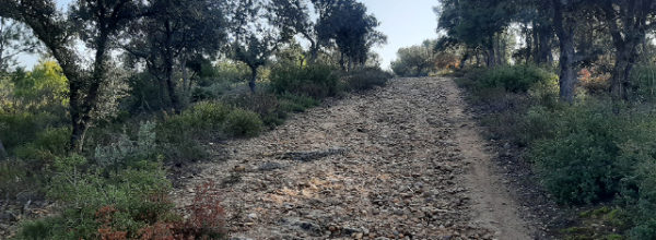 Dehesa del Carrascal (Arganda del Rey)