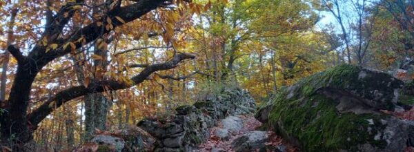 Castañar de Rozas de Puerto Real y Embalse de los Morales