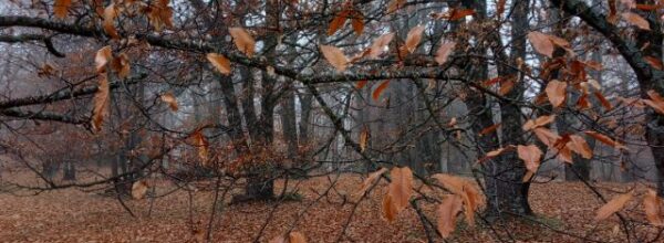 Castañar de Casillas (Ávila)