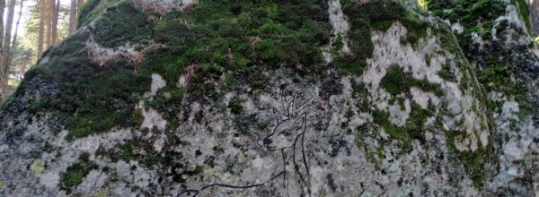 Cerro del Reajo Alto, Petroglifo del Corzo, Collado del Rey y Pino Solitario (Cercedilla)