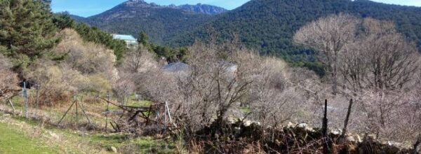 Camino Puricelli, Camino del Agua y Paseo Urbano (Cercedilla)
