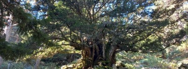 Árboles Singulares de la Comunidad de Madrid