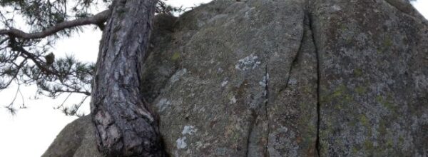 Bosque Plateado: Pino de la Fuerza de la Vida, Pino de la Hilera y Pino El Cordobés (La Jarosa, Guadarrama)