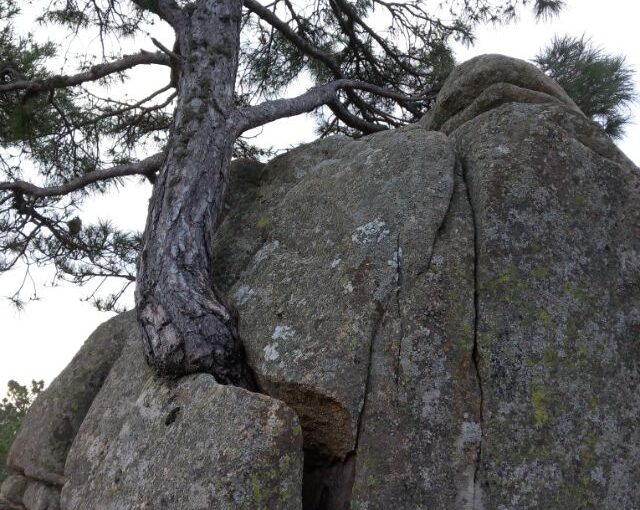 Bosque Plateado: Pino de la Fuerza de la Vida, Pino de la Hilera y Pino El Cordobés (La Jarosa, Guadarrama)