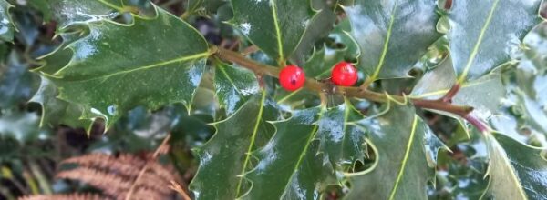 Acebal, Robledal y Sabinar (Prádena, Segovia)