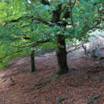 Hayedo Escondido, Arboreto Luis Ceballos y Senda Los Tesoros de Abantos (San Lorenzo de El Escorial)