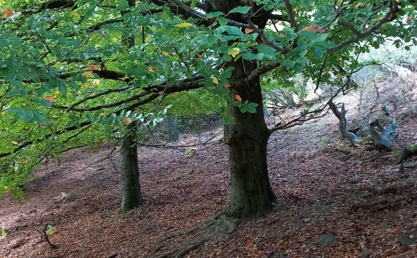 Hayedo Escondido, Arboreto Luis Ceballos y Senda Los Tesoros de Abantos (San Lorenzo de El Escorial)