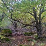 Castañar de Santa María del Tiétar (Ávila) Castañar de Santa María del Tiétar (Ávila)