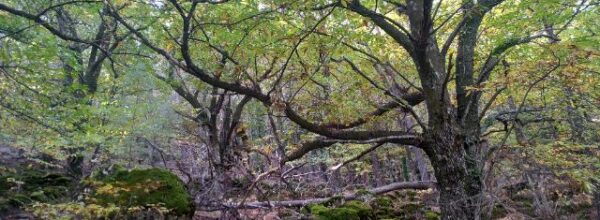 Castañar de Santa María del Tiétar (Ávila)
