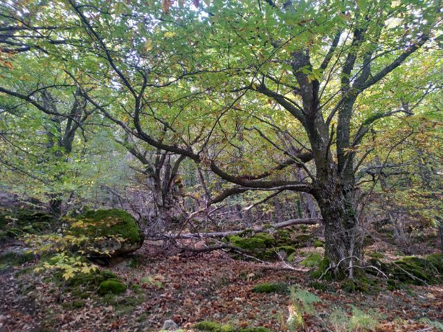 Castañar de Santa María del Tiétar (Ávila)